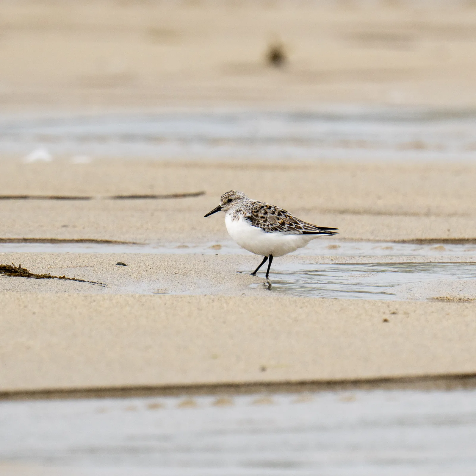 Bécasseau Sanderling