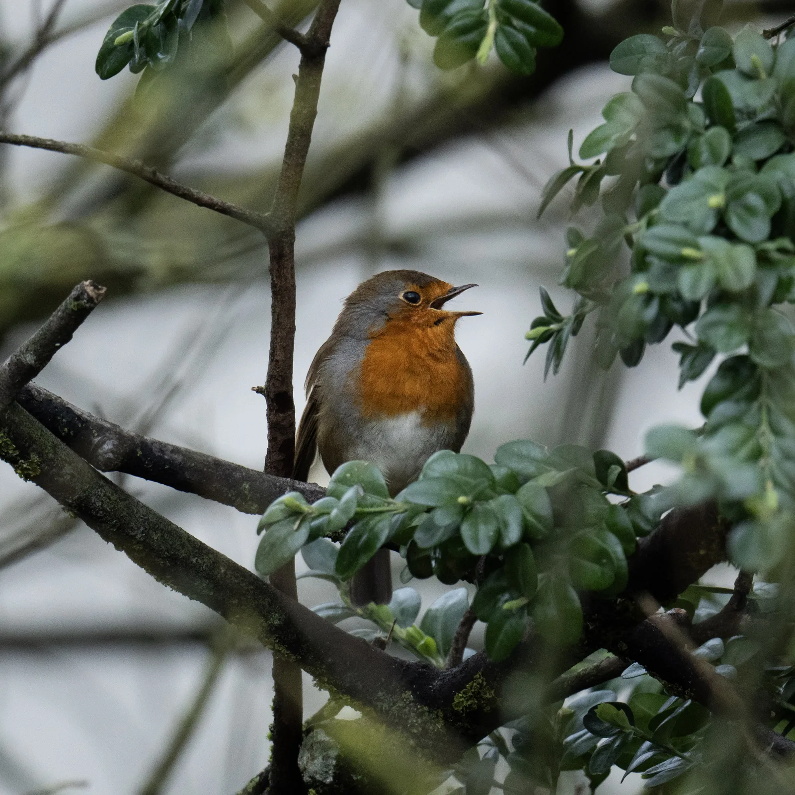 Rouge-gorge familier