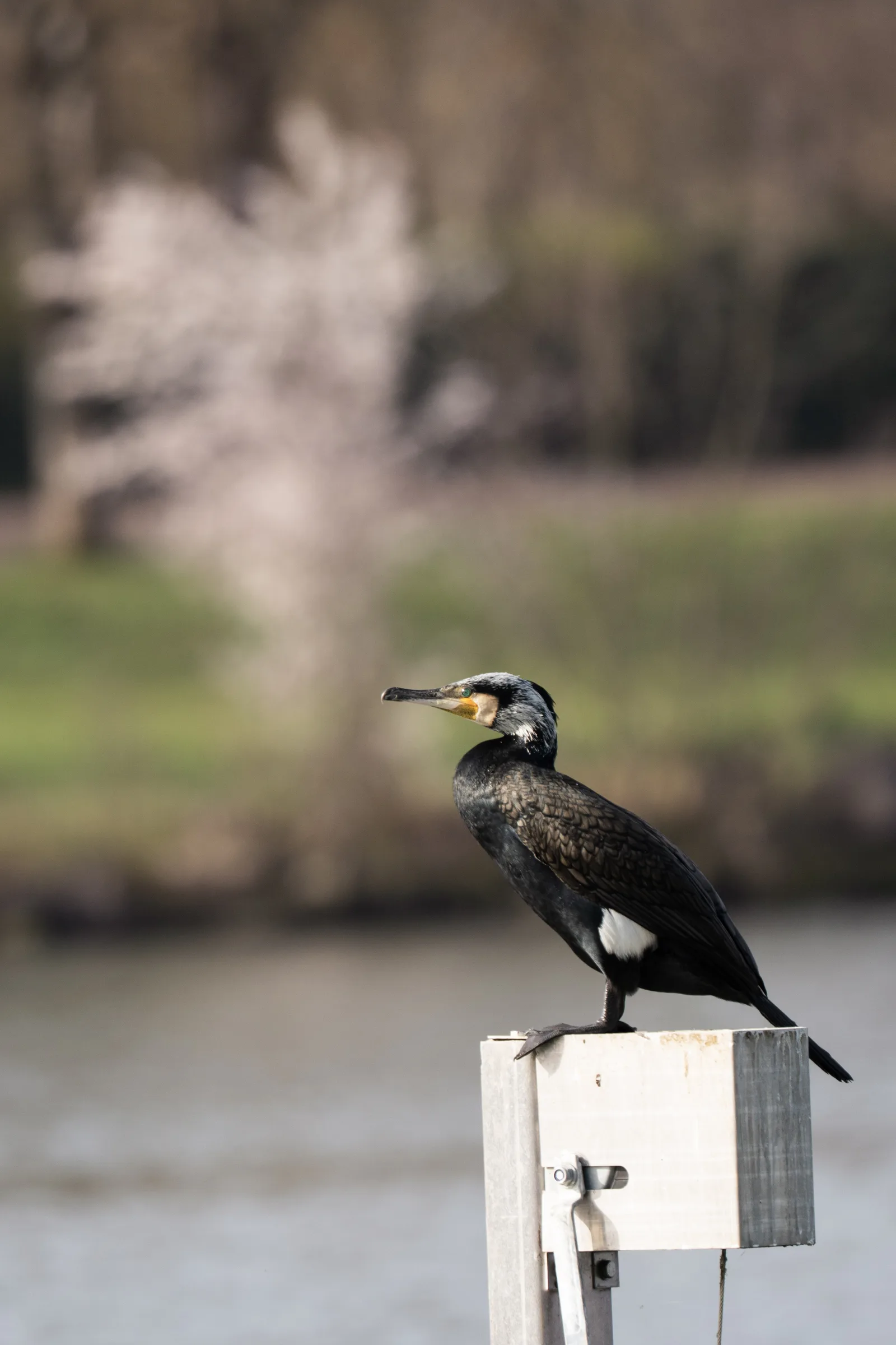 Grand cormoran