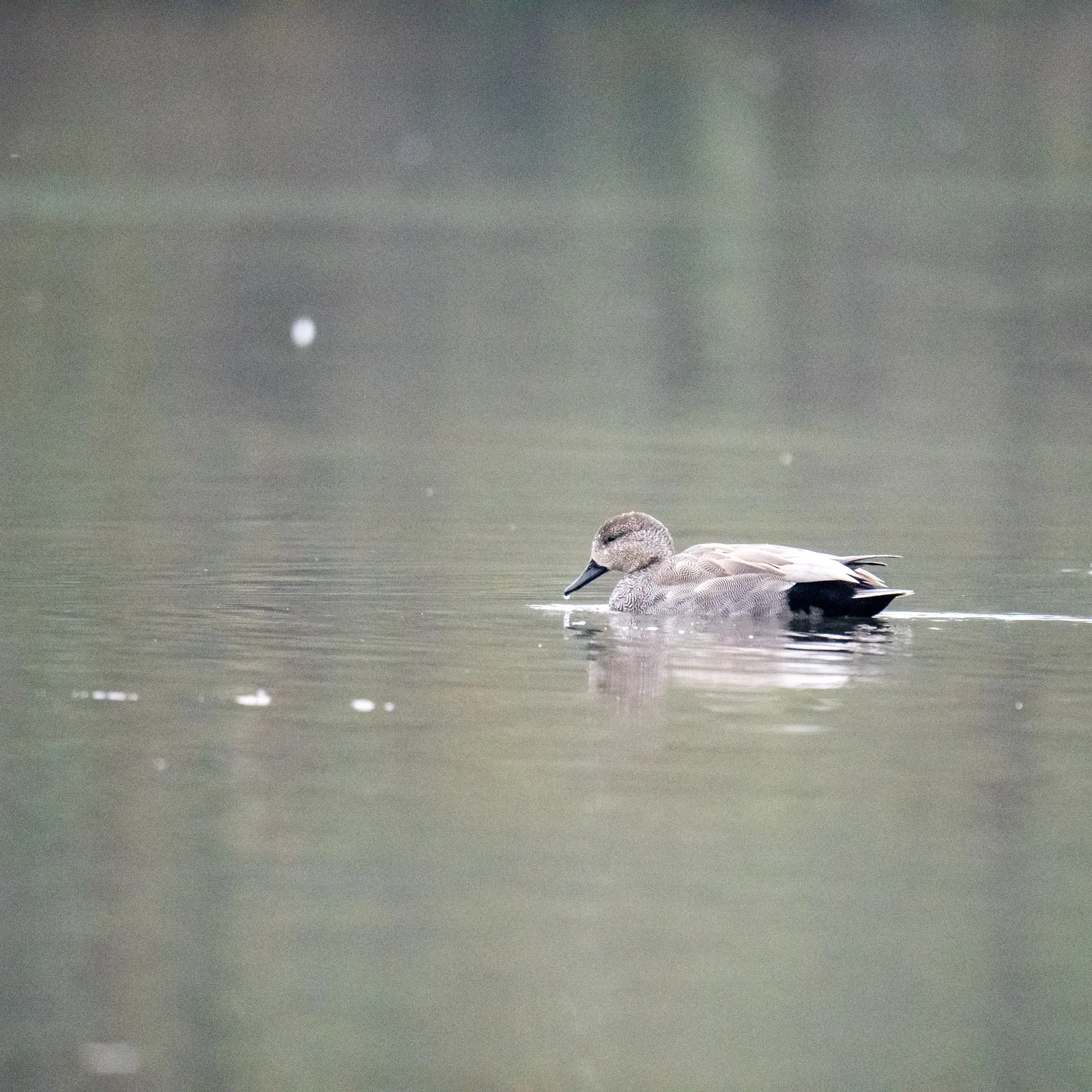 Canard chipeau
