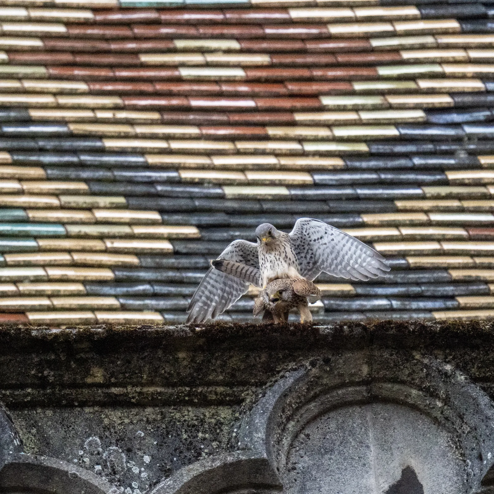 Accouplement de faucons crécerelle 