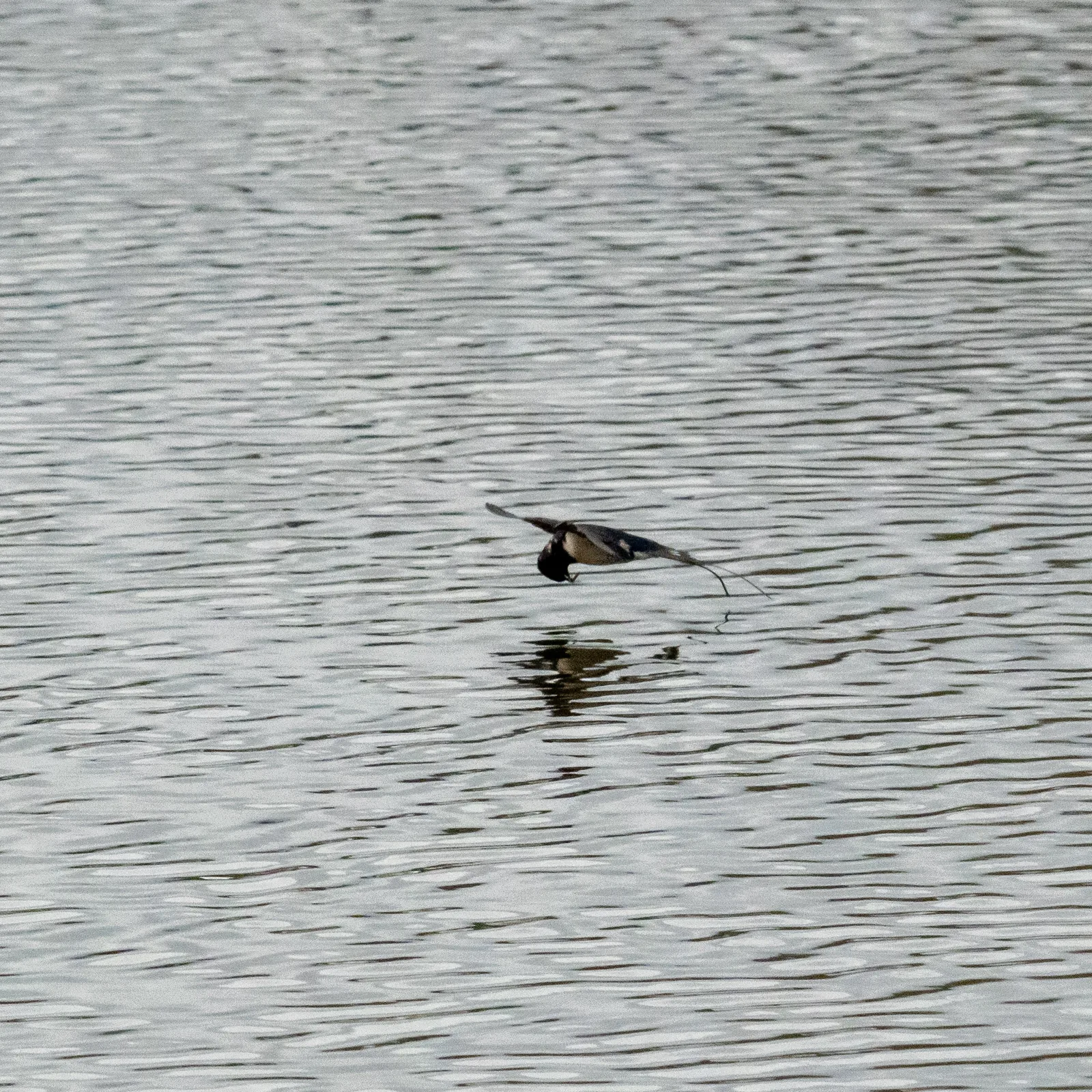 Hirondelle rustique en chasse