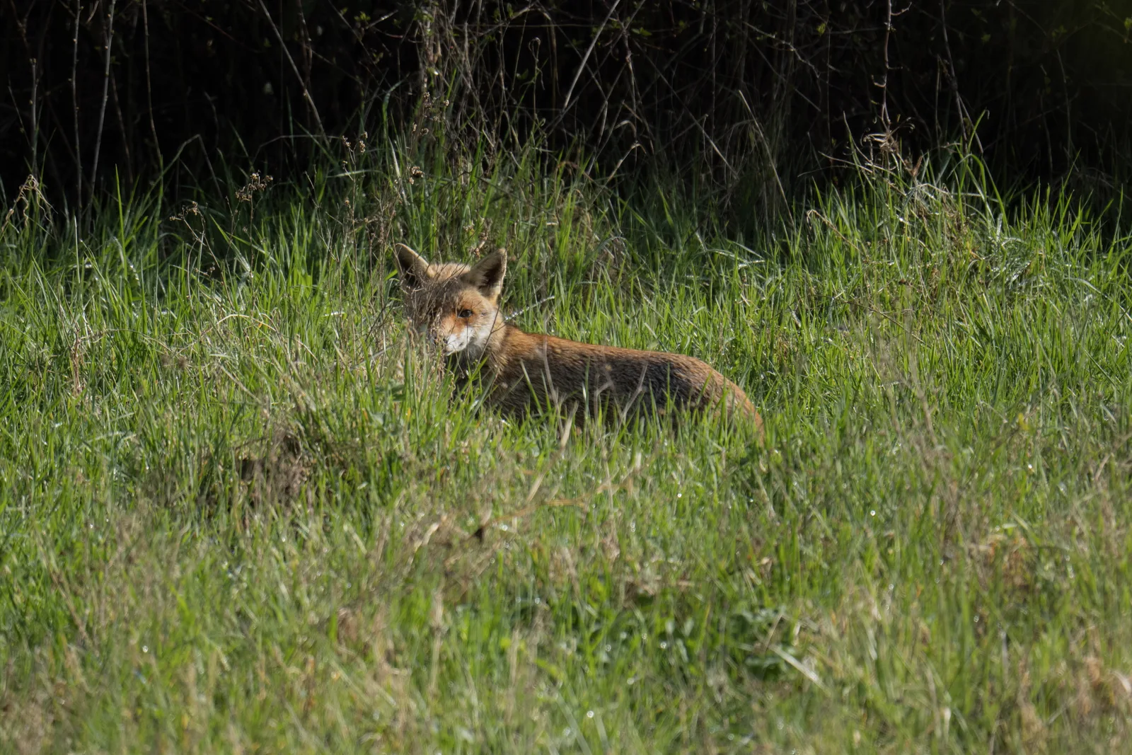 Renard roux