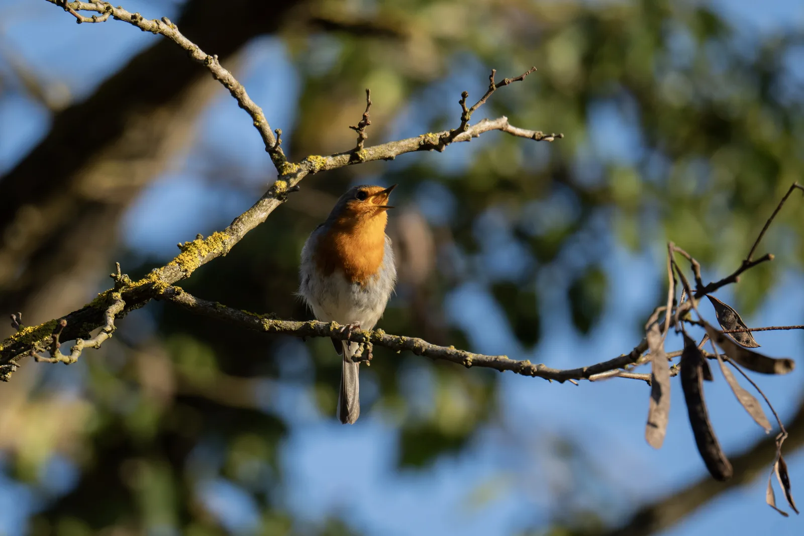 Rouge-gorge familier