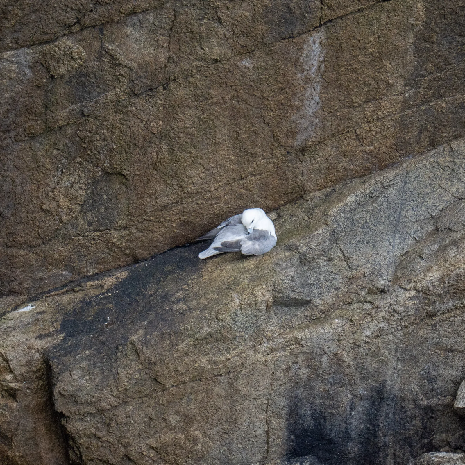 Fulmar boréal