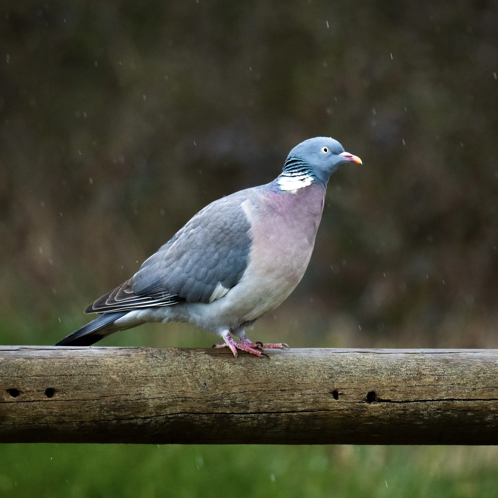 Palombe sous la pluie
