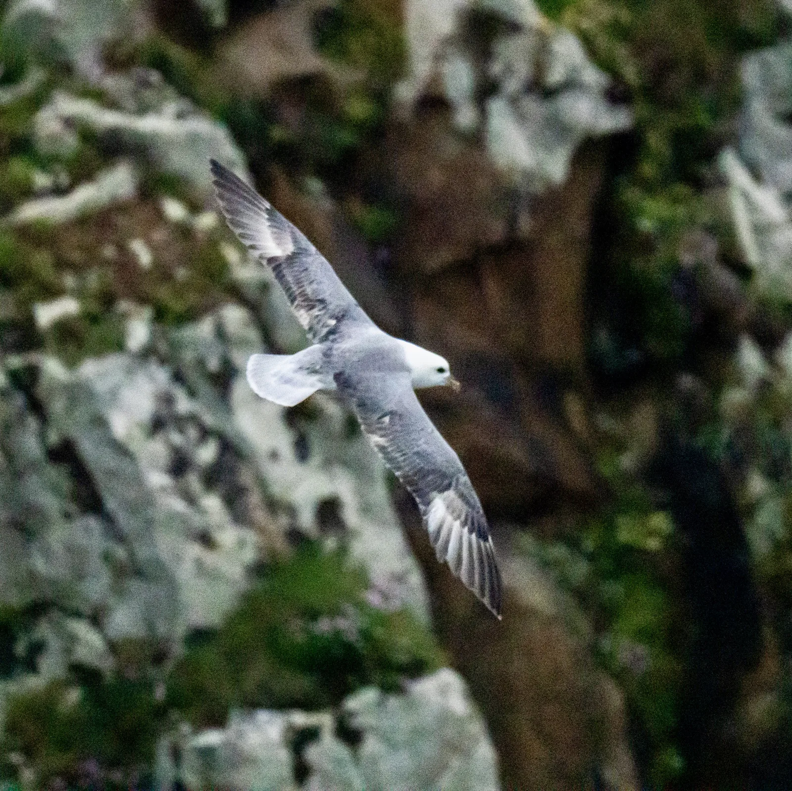 Fulmar boréal