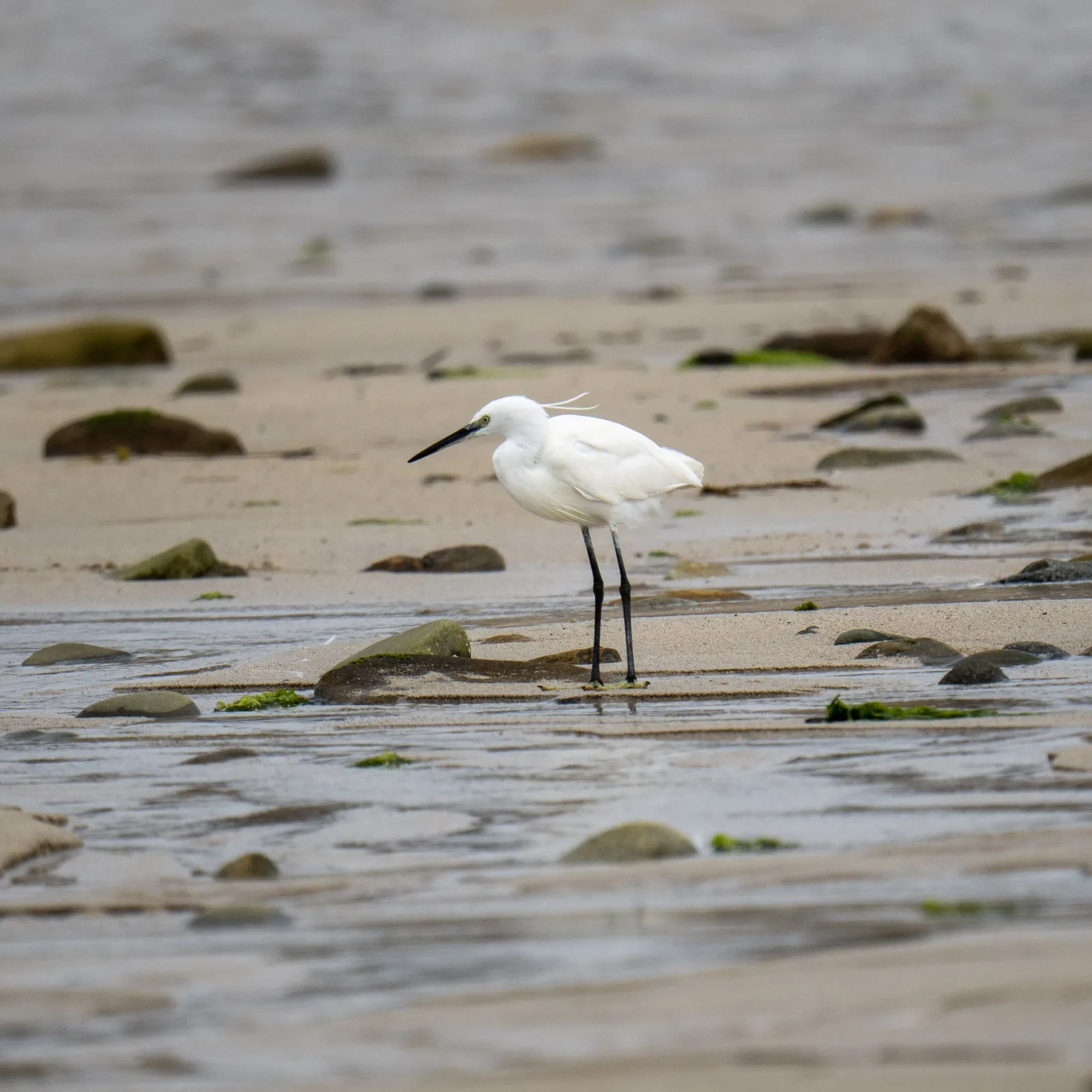 Aigrette garzette