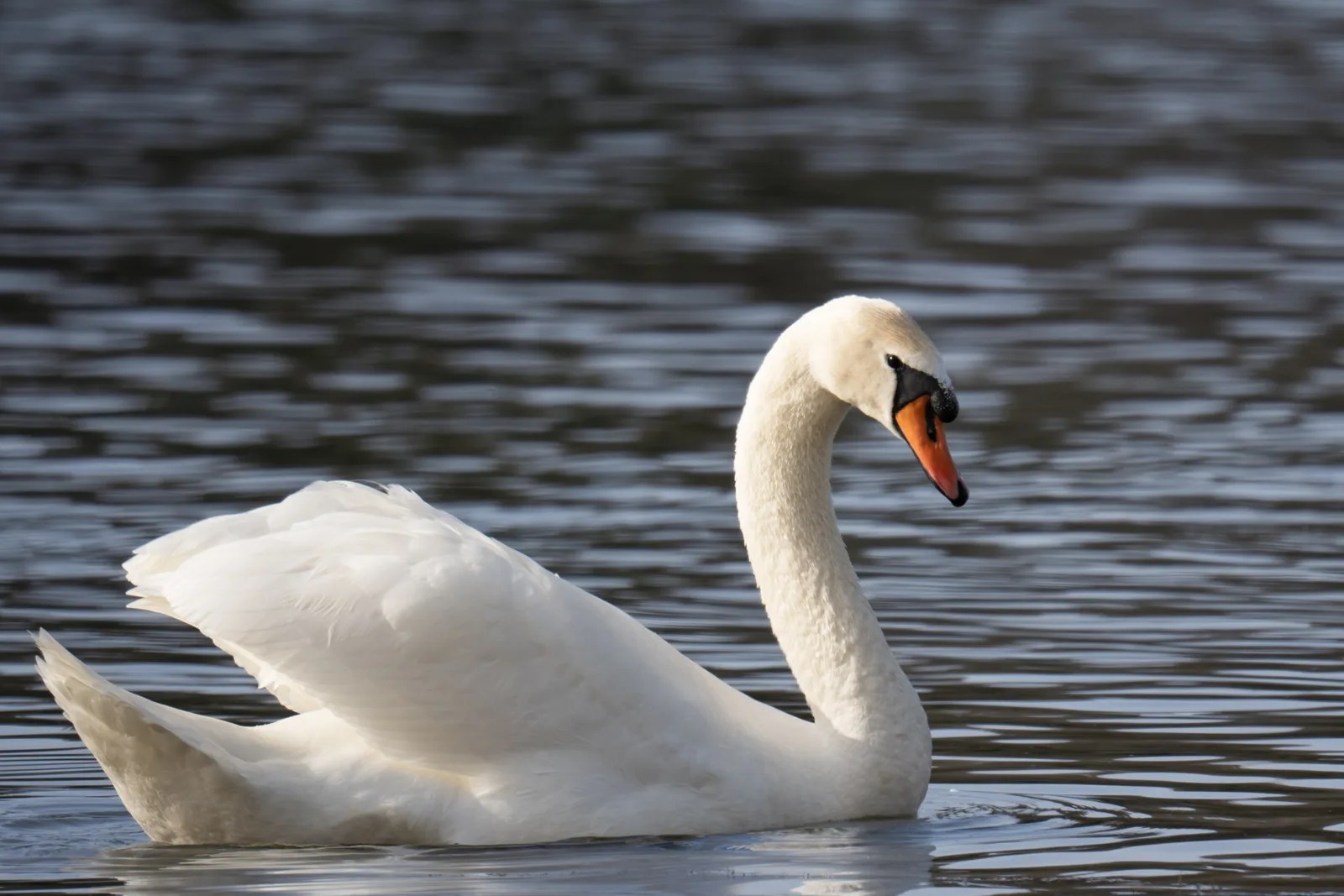 Cygne tuberculé