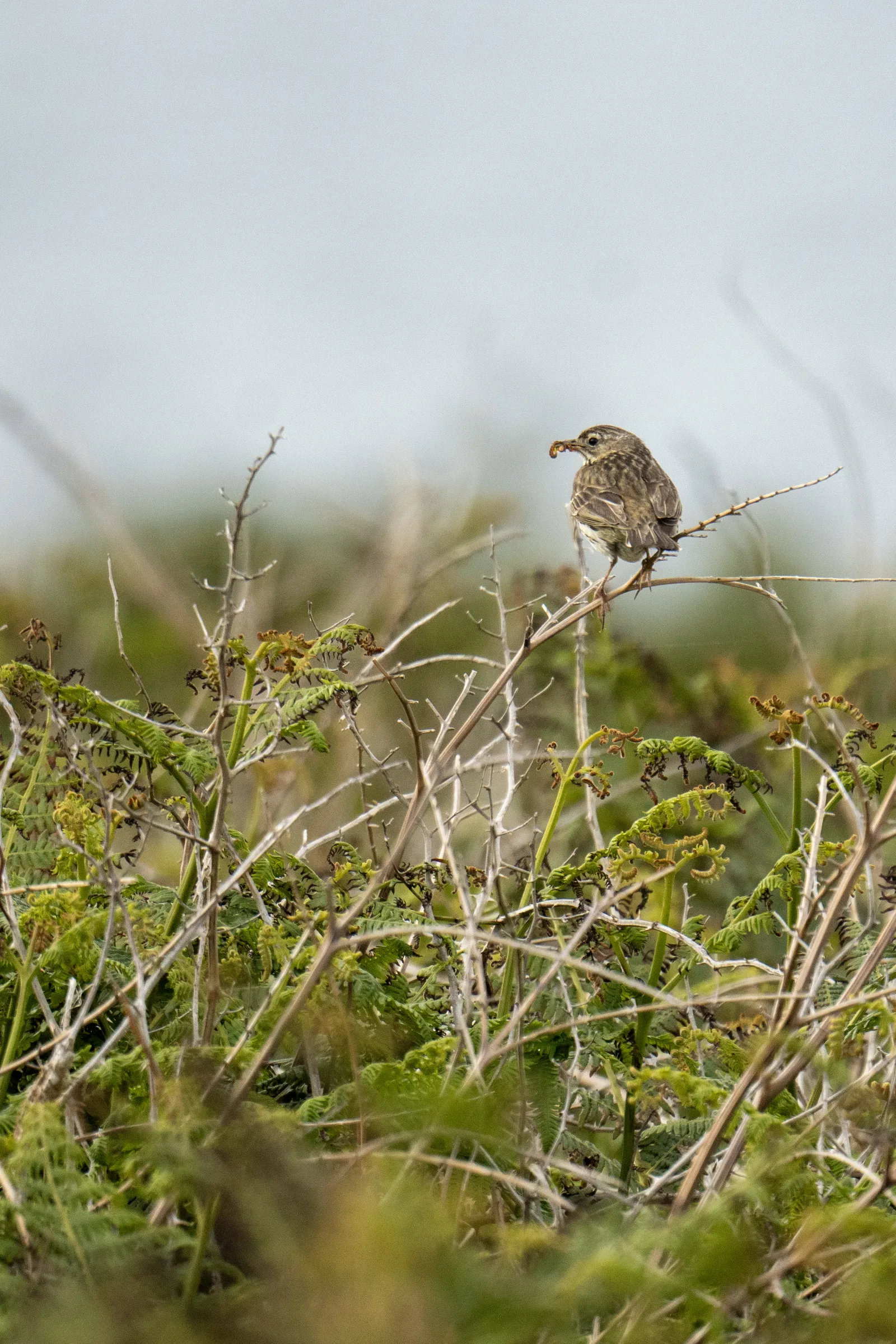 Pipit farlouse