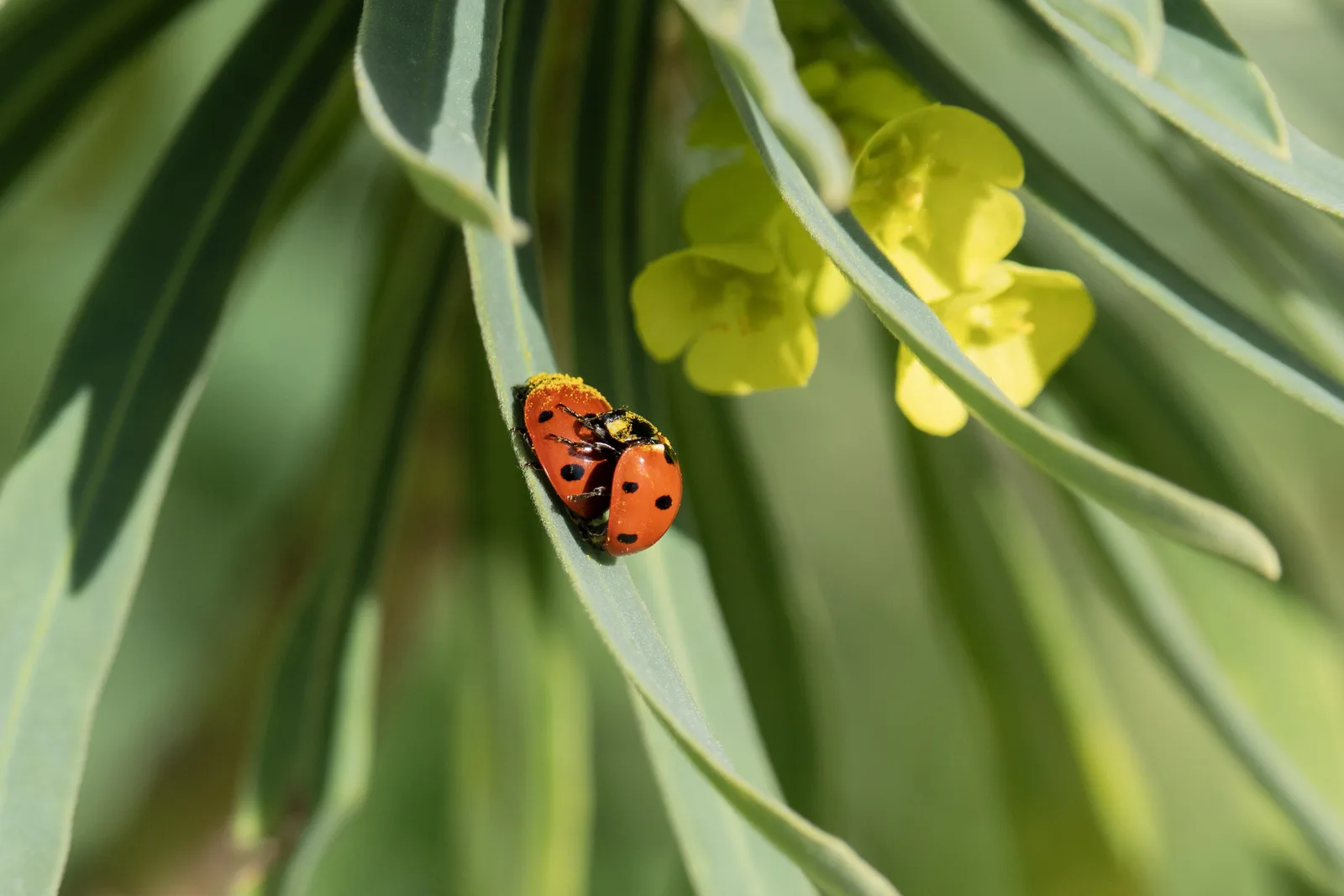 Copulation de coccinelles
