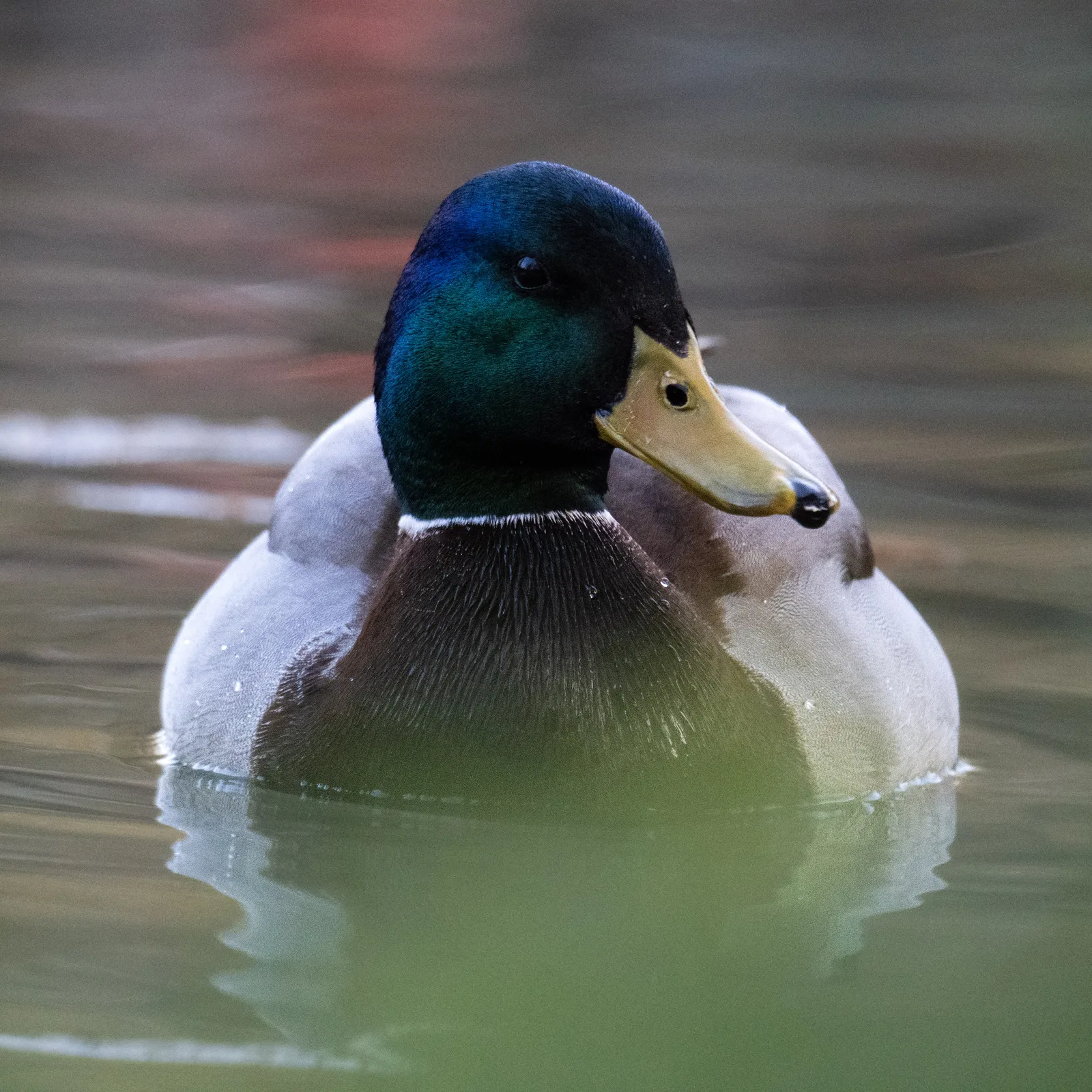 Canard colvert