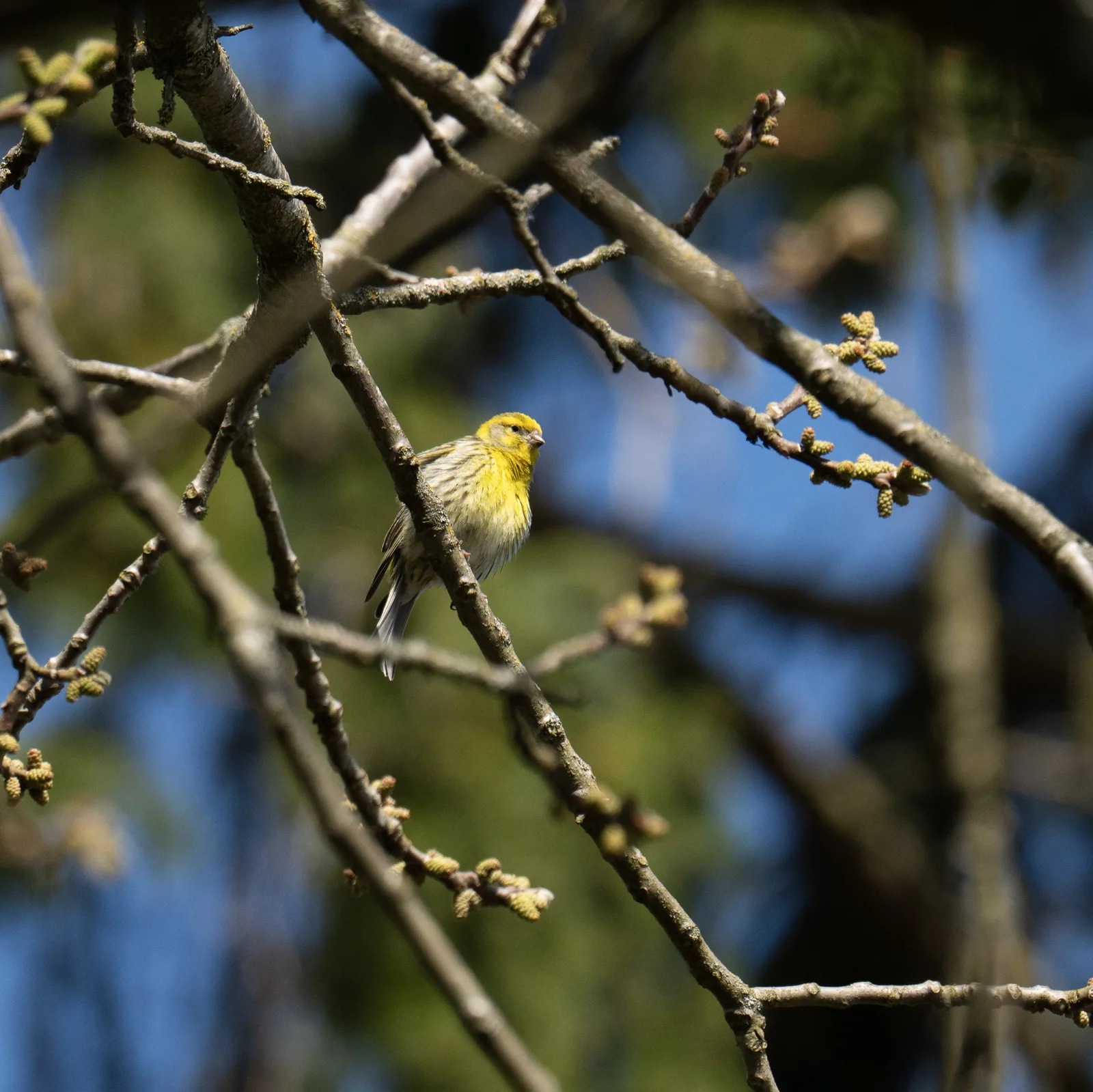 Serin cini