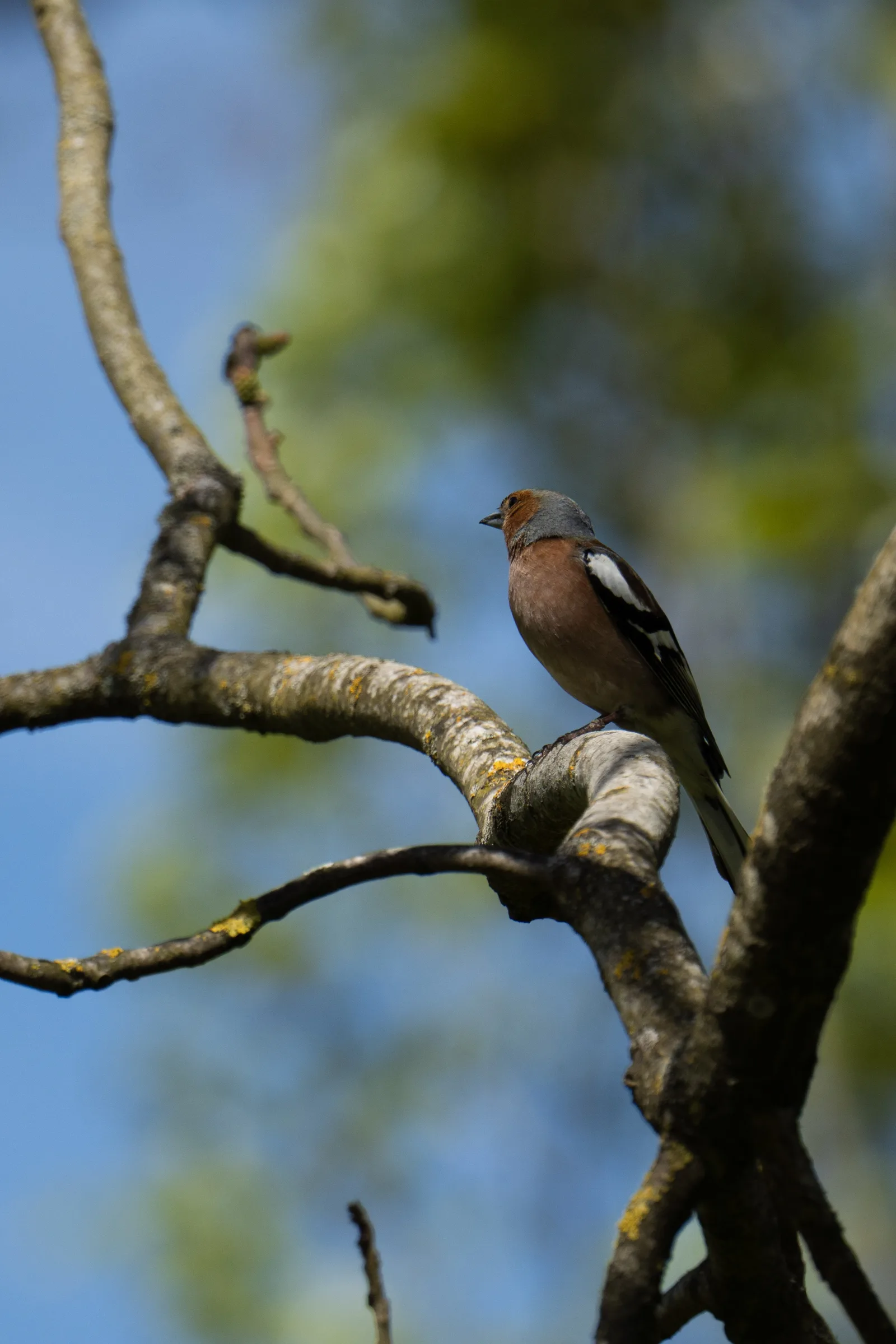 Pinson des arbres