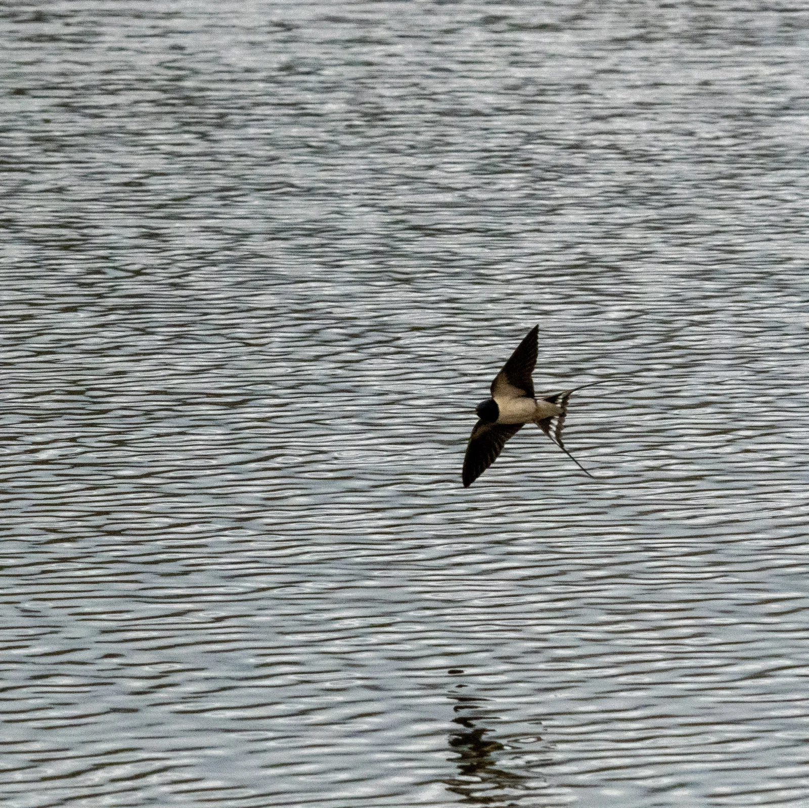 Hirondelle rustique en chasse