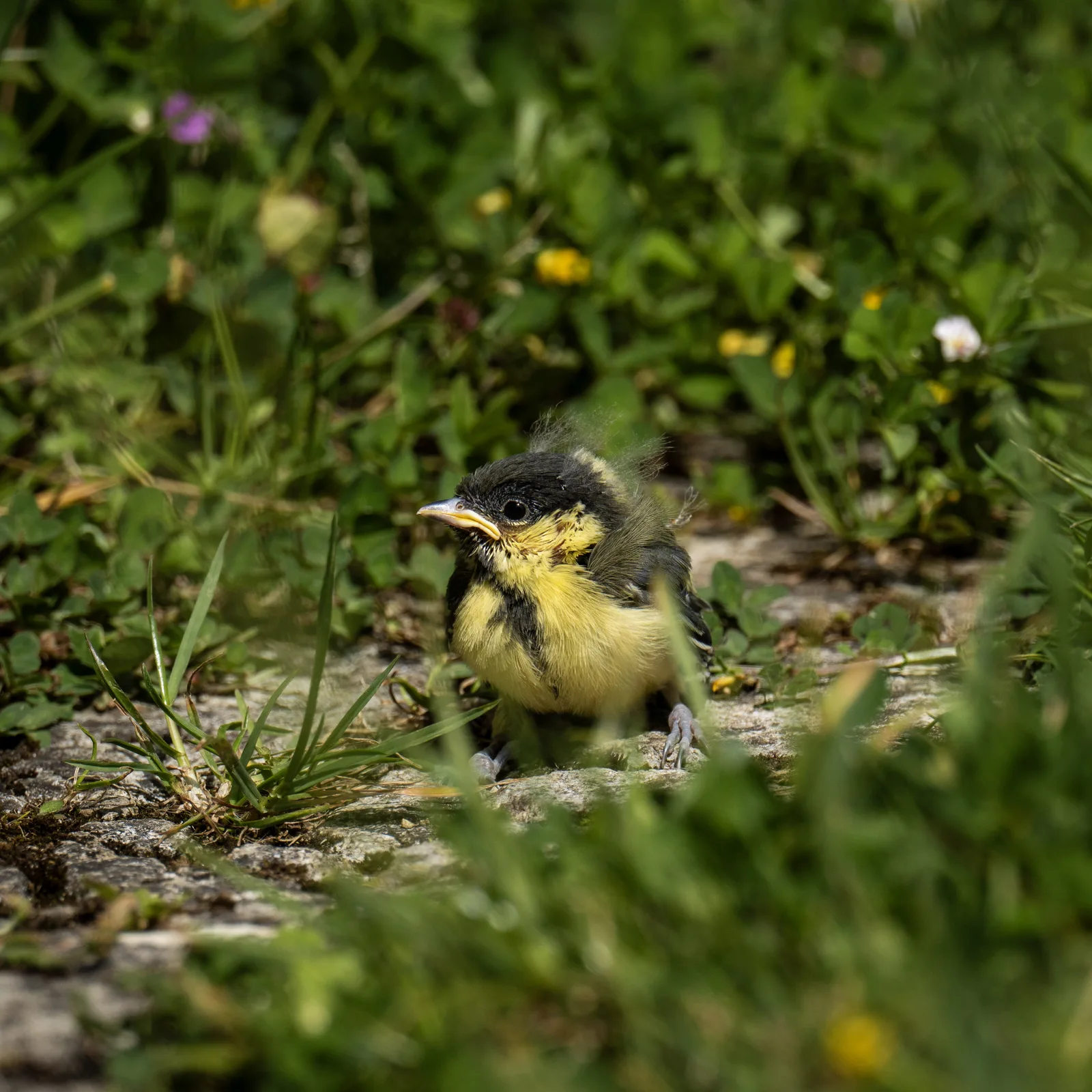 Jeune mésange charbonnière