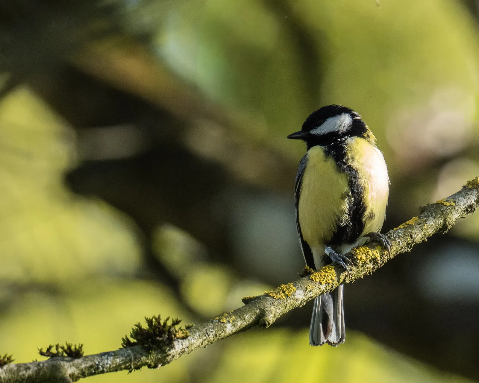 Mésange charbonnière 