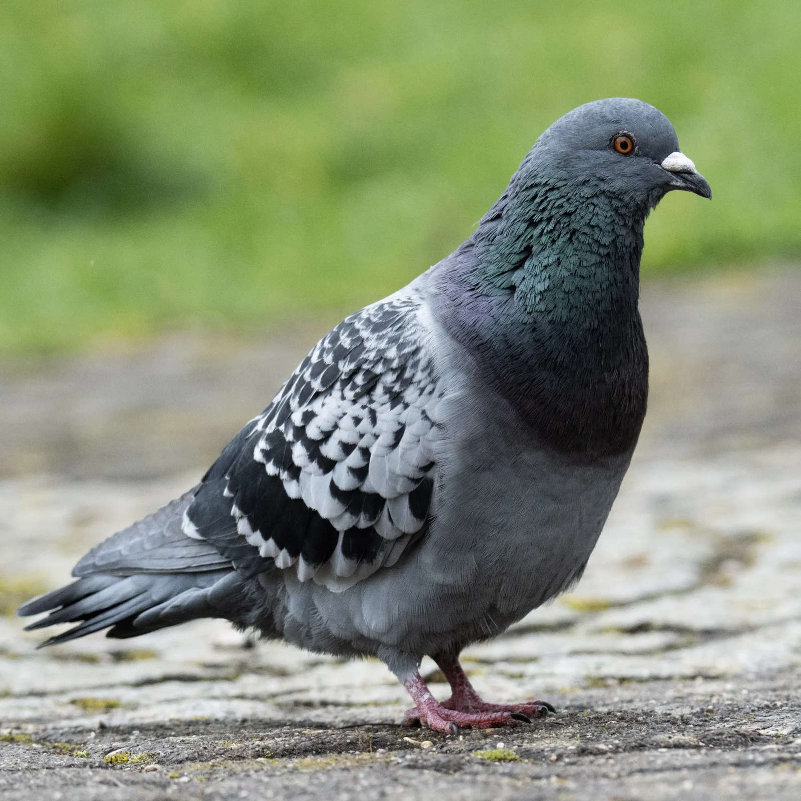 Pigeon des villes