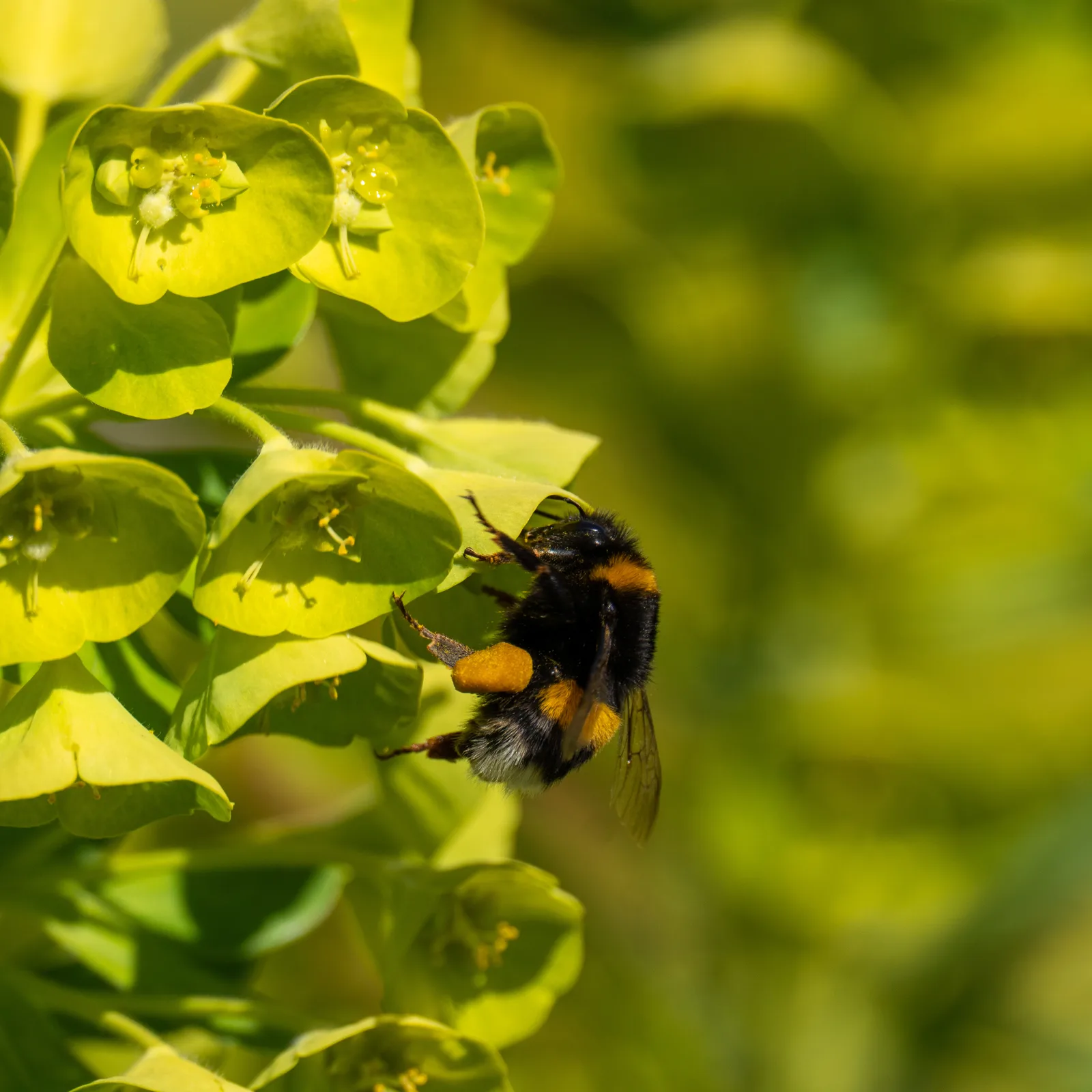 Bourdon terrestre