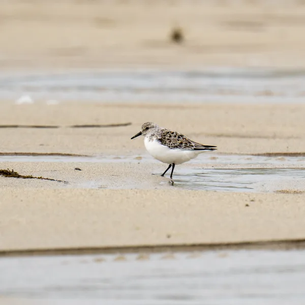 Bécasseau Sanderling