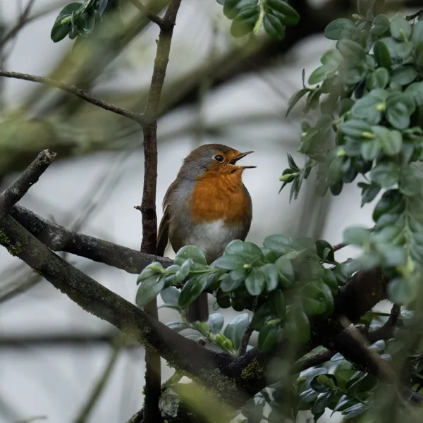 Rouge-gorge familier