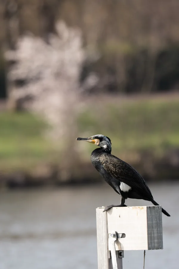 Grand cormoran