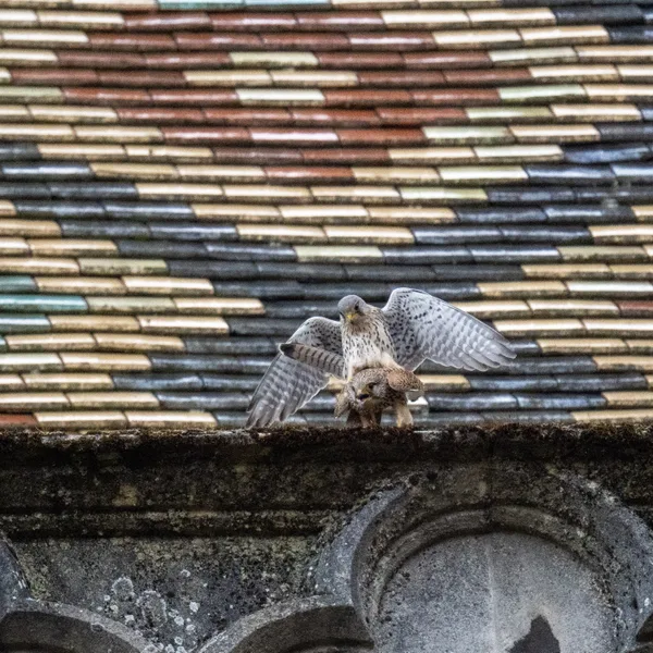 Accouplement de faucons crécerelle 