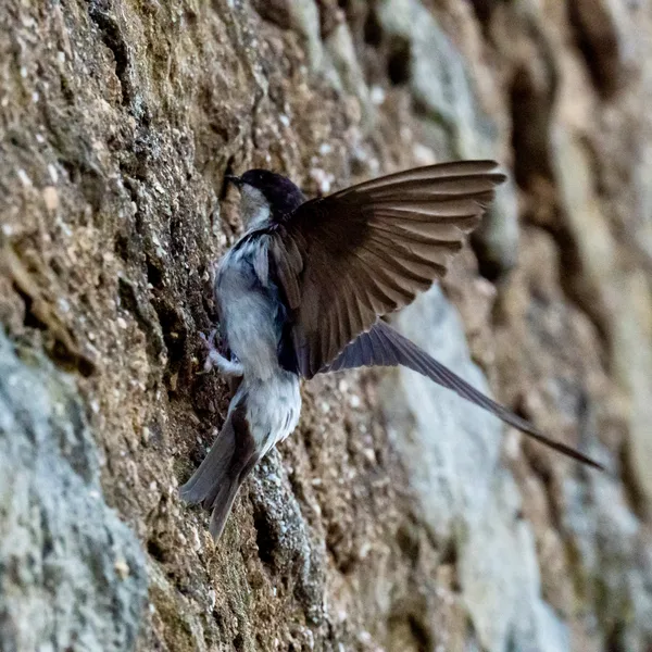 Hirondelle des fenêtres sur un mur