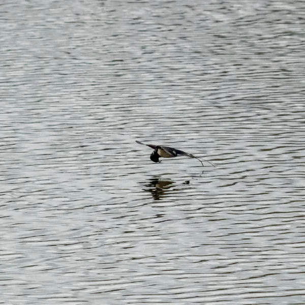 Hirondelle rustique en chasse