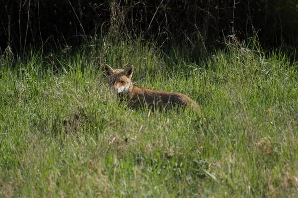 Renard roux
