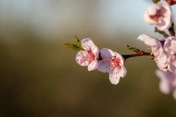Fleur de prunus ?