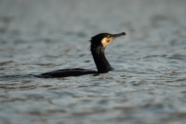 Grand cormoran sur l'eau
