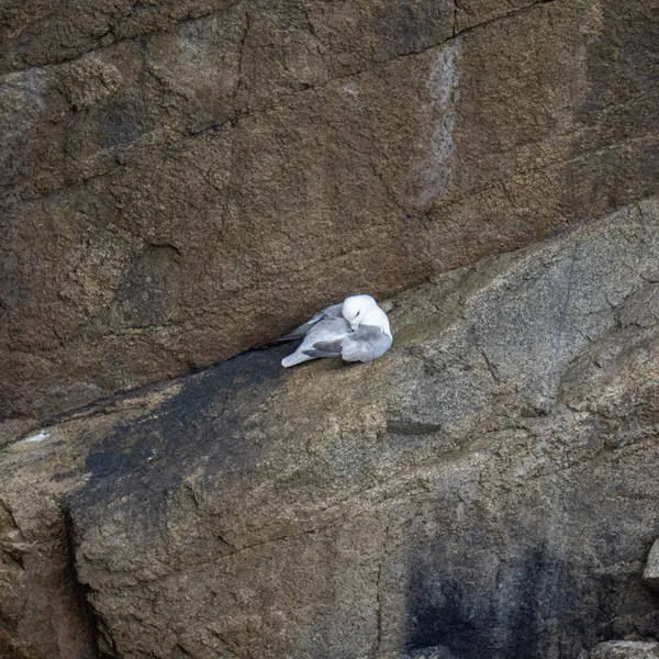 Fulmar boréal