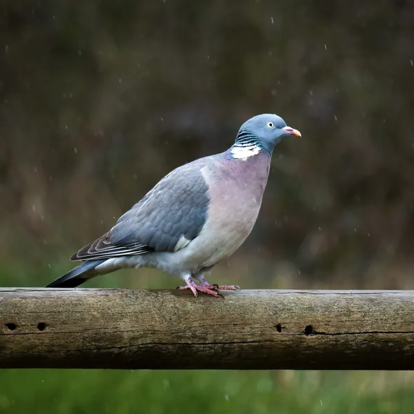 Palombe sous la pluie