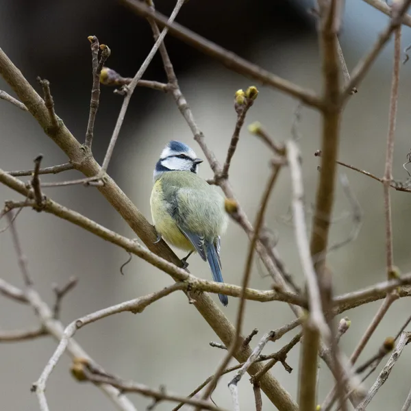 Mésange bleue