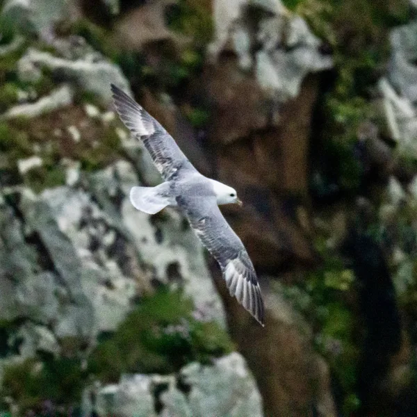 Fulmar boréal