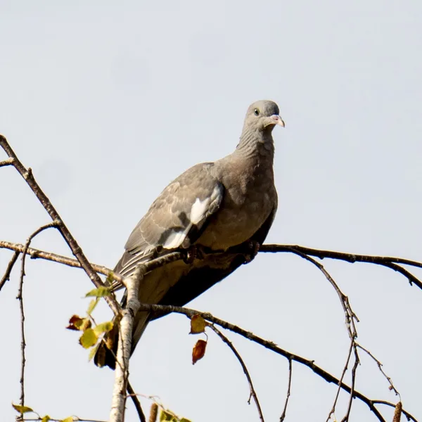 Pigeon colombin