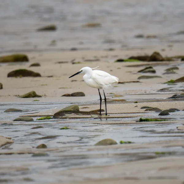 Aigrette garzette