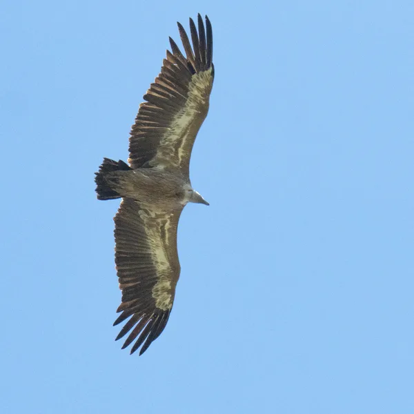 Vautour fauve