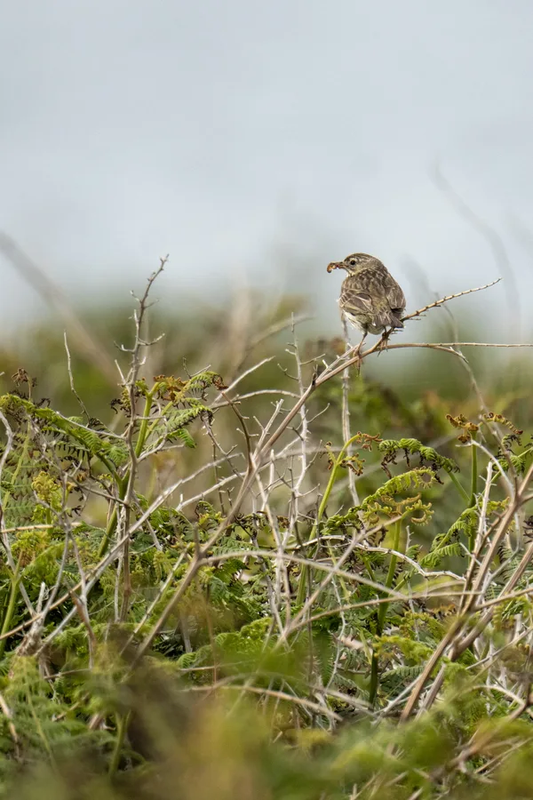 Pipit farlouse