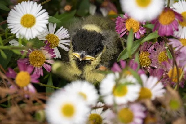 Jeune mésange charbonnière dans les fleurs