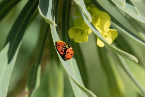Copulation de coccinelles