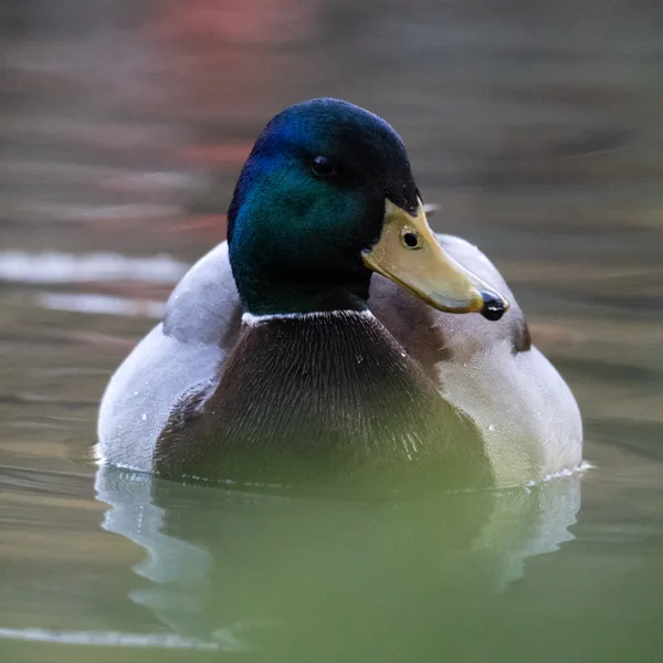 Canard colvert