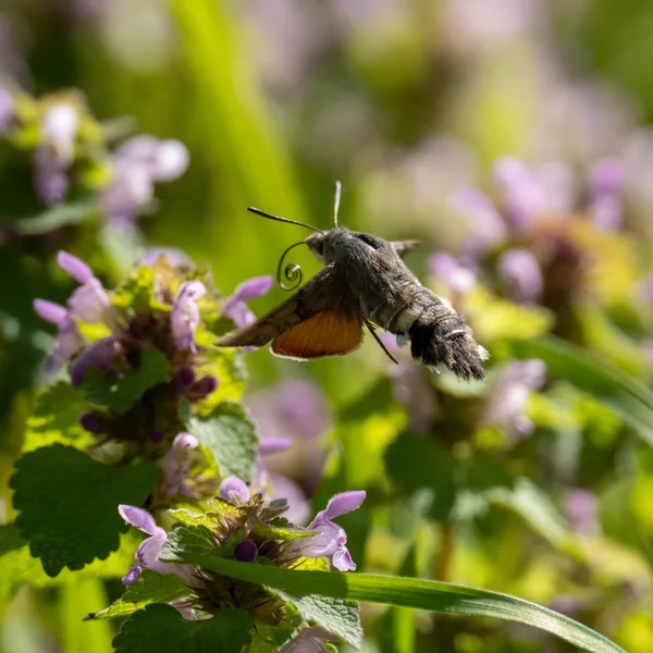 Sphinx colibri