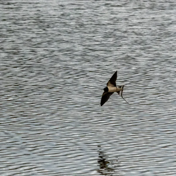 Hirondelle rustique en chasse