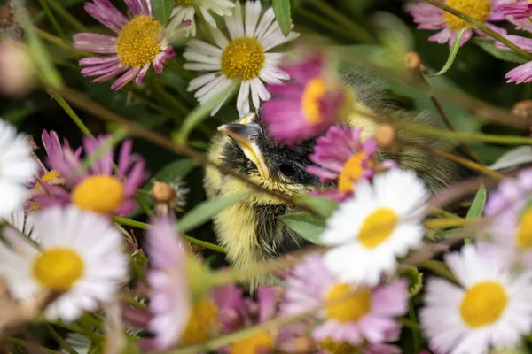 Jeune mésange charbonnière dans les fleurs