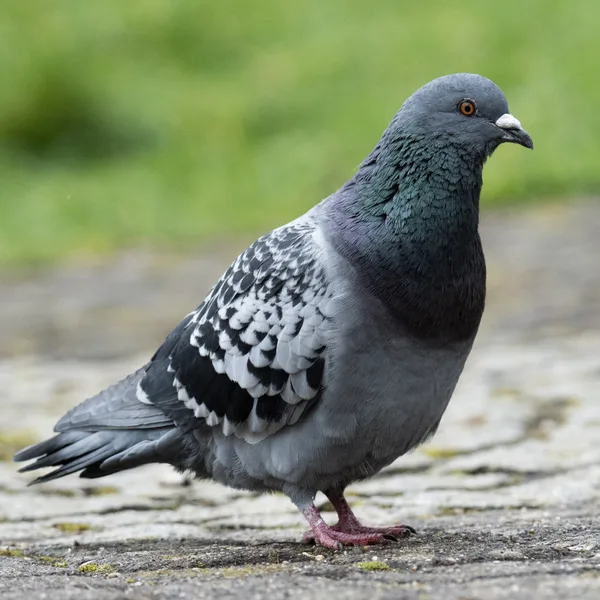 Pigeon des villes