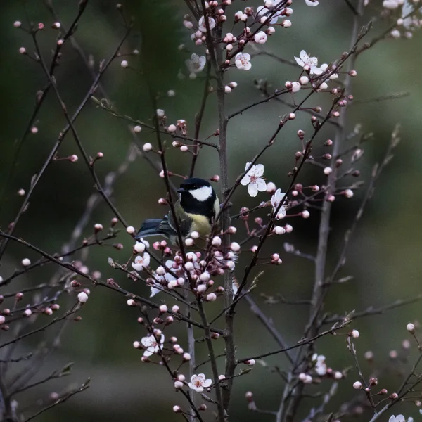 Mésange charbonnière